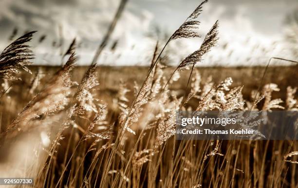 Glowe, Germany Landscape shot at Glowe on the island Ruegen with grasses on February 05, 2018 in Glowe, Germany.