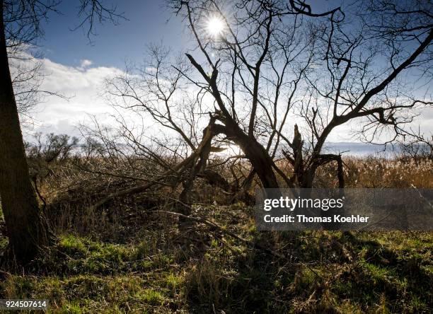 Glowe, Germany Landscape shot in winter at the Großer Jasmunder Bodden near Glowe on the island of Ruegen. Tree with bent branch on February 05, 2018...