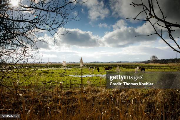 Glowe, Germany Horses in a pasture near Glowe on the island of Ruegen on February 05, 2018 in Glowe, Germany.