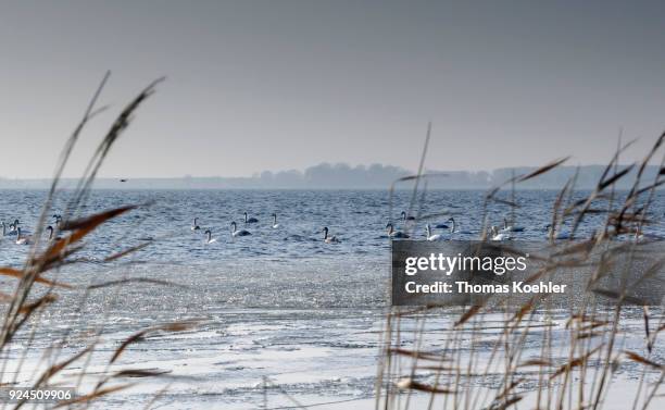 Glowe, Germany Swans on partially frozen Grosser Jasmunder Bodden near Glowe on the island Ruegen on February 09, 2018 in Glowe, Germany.