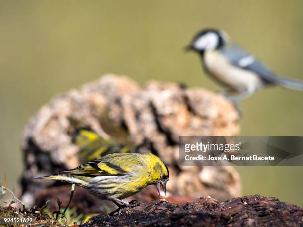 close-up eurasian siskin male (spinus spinus) of great tit (parus maior) , standing on a few rocks eating. spain, europe. - maior 個照片及圖片檔