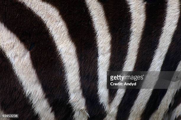 zebra - hairy human skin stock pictures, royalty-free photos & images