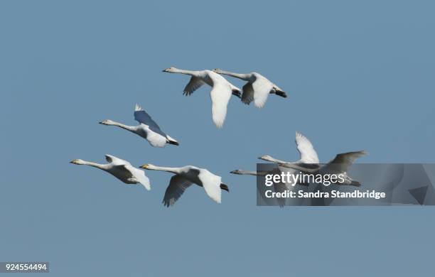 a flock of stunning whooper swan (cygnus cygnus) flying in the blue sky. - formation flying stock pictures, royalty-free photos & images