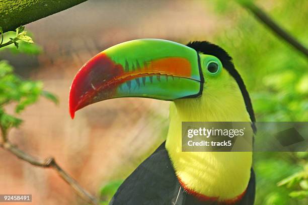 close-up of a colorful keel billed toucan - keel billed toucan stock pictures, royalty-free photos & images
