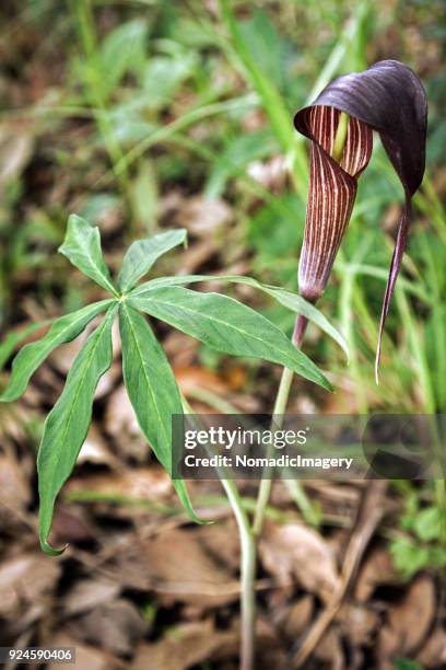 cobra lily plant growing naturally on forest floor - cobra lily stock pictures, royalty-free photos & images