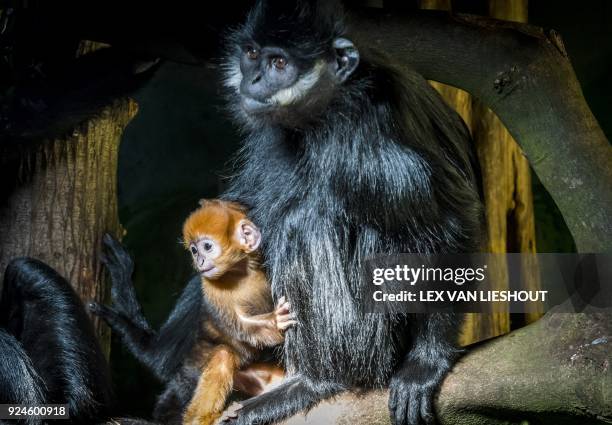 Baby Francois' langur monkey sits with his parents in Diergaarde Blijdorp zoo in Rotterdam on February 26, 2018. A Francois' langur is born orange...