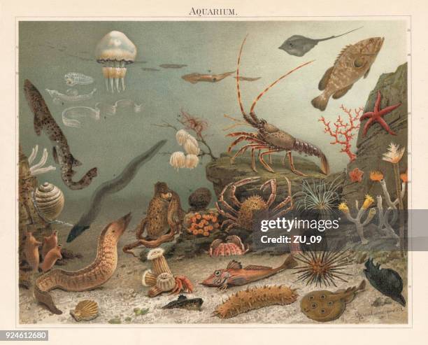 ilustrações, clipart, desenhos animados e ícones de aquário marinho no nápoles estação zoológica, litograph, publicado 1897 - uge