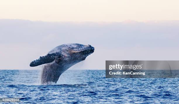 baleine à bosse enfreindre de hawaii - whale watching photos et images de collection