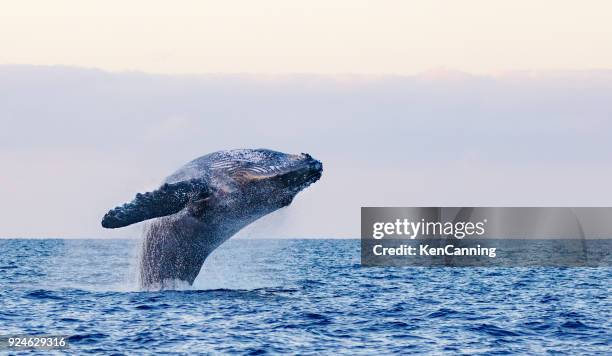 humpback whale breaching in hawaii - whale watching stock pictures, royalty-free photos & images