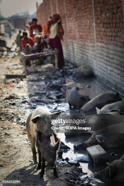 Dirty pigs seen resting next to dirty water near a slum. Over 25 million people live in Delhi, India. What is particularly problematic in India is...