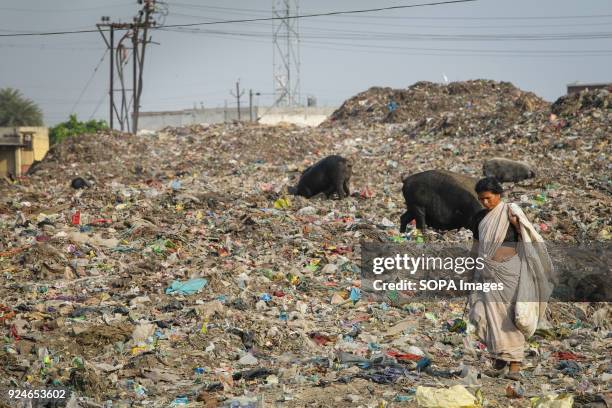 Woman from the slum seen walk on a large pile of rubbish next to pigs. Over 25 million people live in Delhi, India. What is particularly problematic...