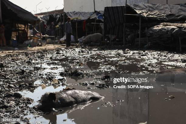 Pigs seen resting in dirty water next to a slum. Over 25 million people live in Delhi, India. What is particularly problematic in India is...