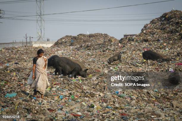 Woman from the slum seen walk on a large pile of rubbish next to pigs. Over 25 million people live in Delhi, India. What is particularly problematic...