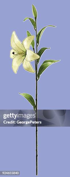 engraving of a single white lily with long stem - easter lily stock illustrations