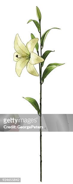 ilustrações, clipart, desenhos animados e ícones de gravura de um lírio branco único com haste longa - long stem flowers
