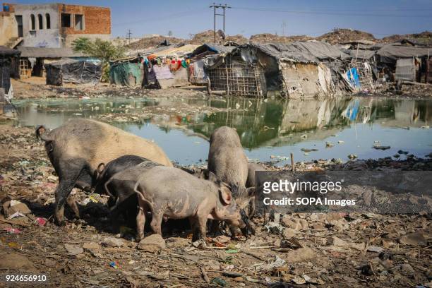 Pigs seen eating rubbish near a slum. Over 25 million people live in Delhi, India. What is particularly problematic in India is environmental issue...