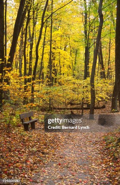 Woodland Respite High-Res Stock Photo