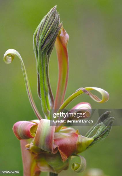 Shellbark Flower Shagbark Hickory Leaf ストックフォトと画像 - Getty Images