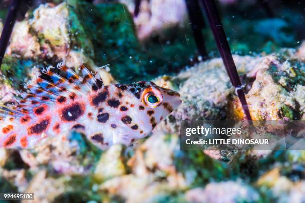 a very tiny coral hawkfish (cirrhitichthys oxycephalus bleeker, 1855) at sallow water - hawkfish stock pictures, royalty-free photos & images