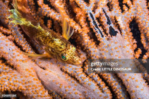 yellow hawkfish ( cirrhitichthys aureus  temminck and schlegel,1843 ) on the gorgonian coral. - hawkfish stock pictures, royalty-free photos & images