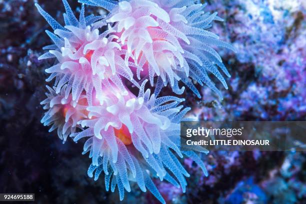 big polyp stone coral (dendrophyllia gracilis) opening its tentacles - cnidaire photos et images de collection