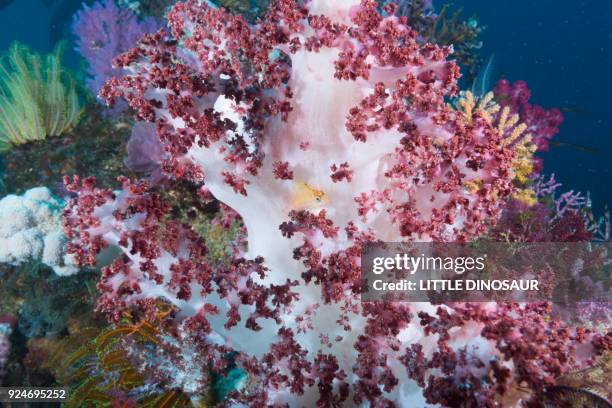 a little yellow hawkfish (cirrhitichthys aureus  temminck & schlegel, 1842) hides behind soft coral (dendronephthya sp.) - hawkfish stock pictures, royalty-free photos & images