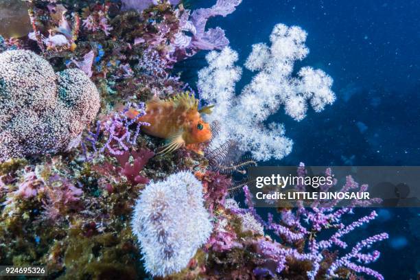 yellow hawkfish ( cirrhitichthys aureus  temminck and schlegel,1843 ) on the soft coral. - hawkfish stock pictures, royalty-free photos & images