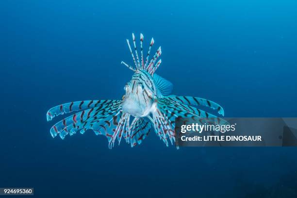 luna lionfish (pterois lunulata  temminck & schlegel, 1843) hovering in the blue water - deep ocean predator stock pictures, royalty-free photos & images