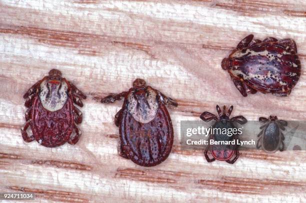 wood tick and deer tick comparison - wood tick stock pictures, royalty-free photos & images