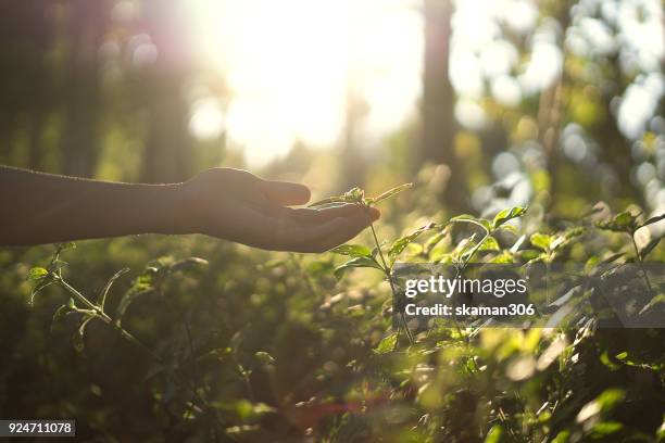 hand touch small plant - caring hands stock pictures, royalty-free photos & images