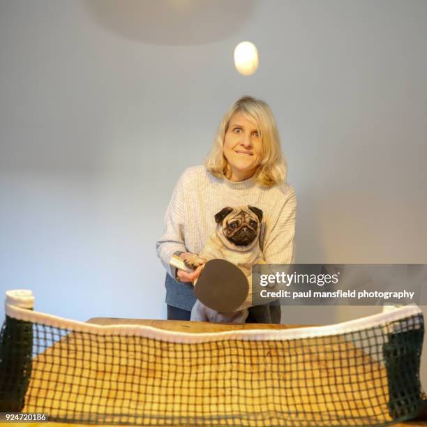 mature adult lady and dog playing table tennis - funny ping pong stock-fotos und bilder