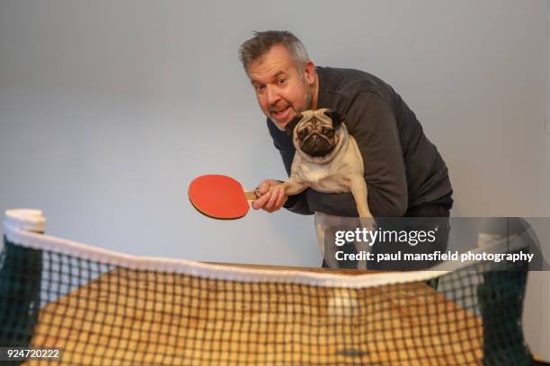 mature adult man and dog playing table tennis - funny ping pong stock pictures, royalty-free photos & images