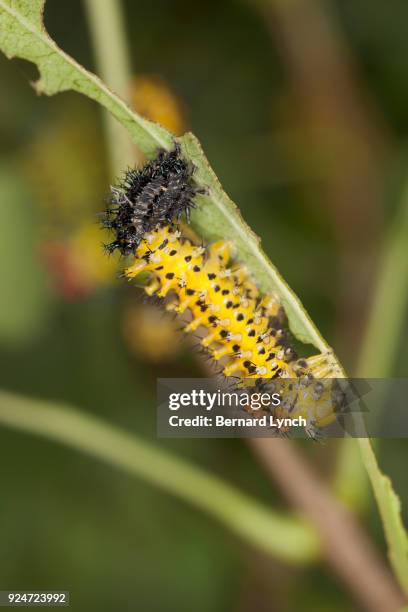 molting cecropia caterpillar - cecropia moth stockfoto's en -beelden