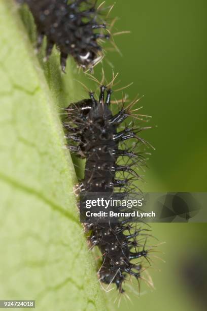 young cecropia caterpillar - cecropia moth stockfoto's en -beelden