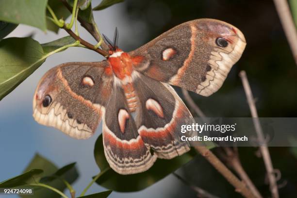 female cecropia moth - cecropia moth stockfoto's en -beelden