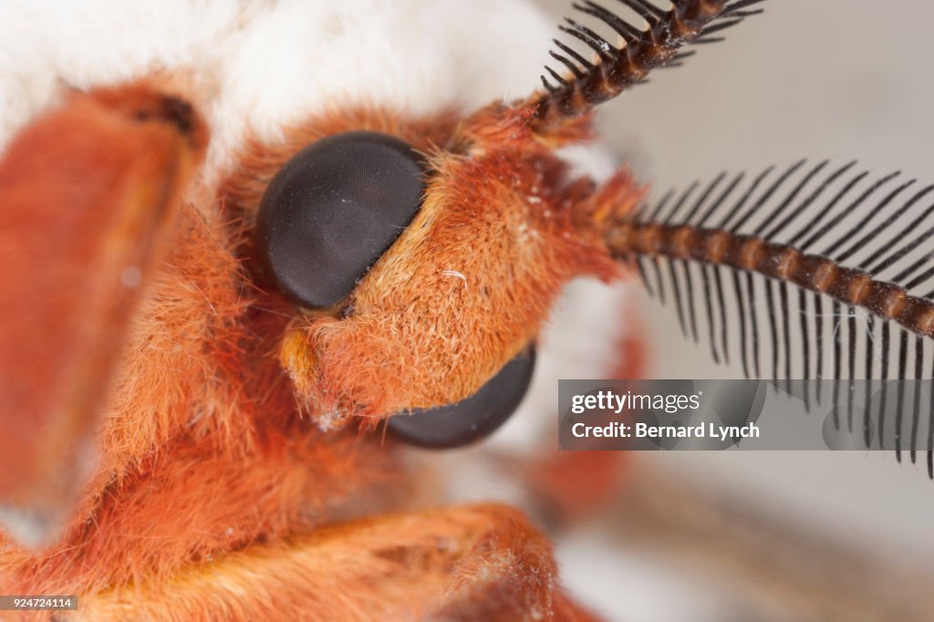 Female Cecropia moth