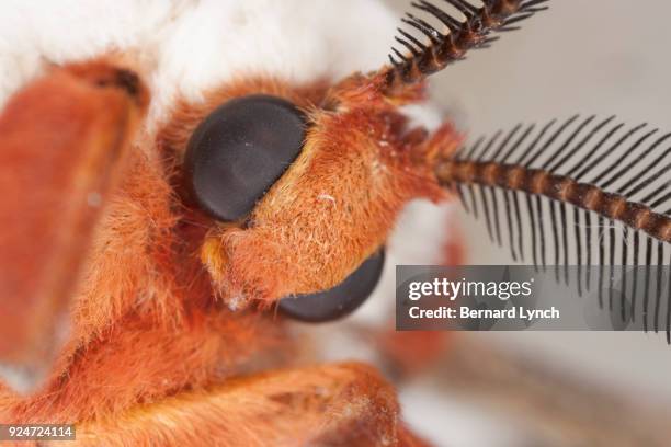 female cecropia moth - cecropia moth stockfoto's en -beelden