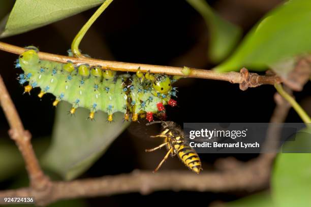 cecropia caterpillar and hunting hornet - cecropia moth stockfoto's en -beelden