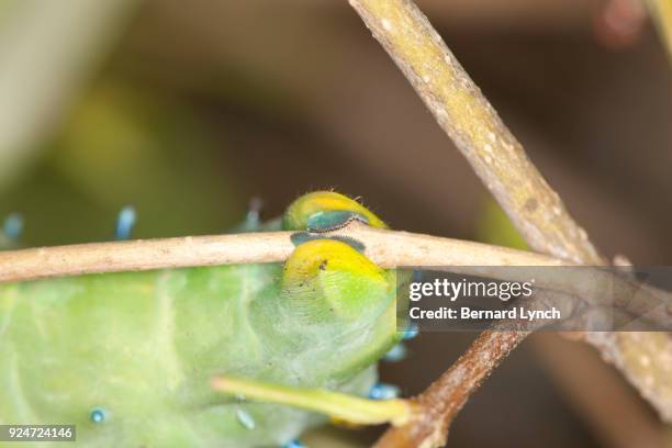 Triangular Prolegs 38 Prolegs Stock Photos, High-Res Pictures, and Images - Getty Images