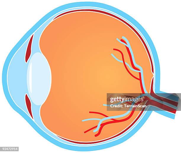 stockillustraties, clipart, cartoons en iconen met cross section eye - choroid