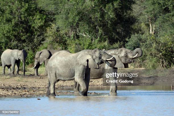 Kruger National Park. African Elephant at water hole. South Africa.