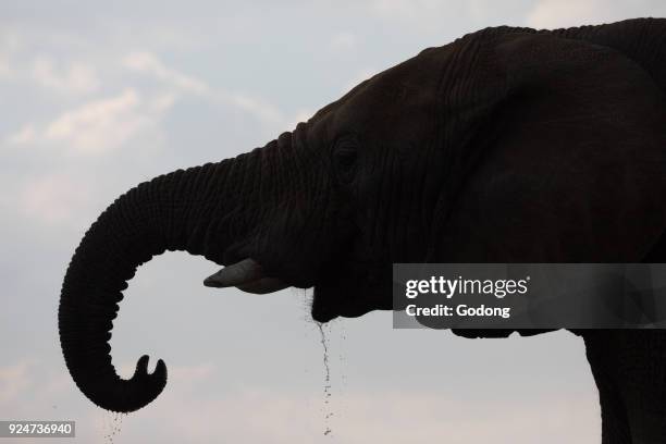Madikwe Game Reserve. African Elephant drinking. South Africa.