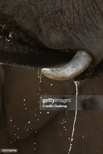 Madikwe Game Reserve. African Elephant drinking. South Africa.