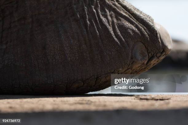 Madikwe Game Reserve. African Elephant . Close-up of foot. South Africa.