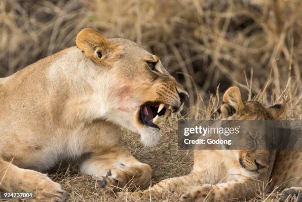 Serengeti National Park. Lioness and cub . Tanzania.