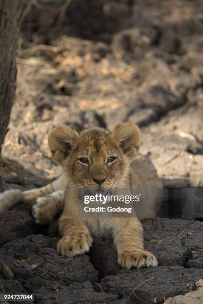 Serengeti National Park. Lion cub . Tanzania.