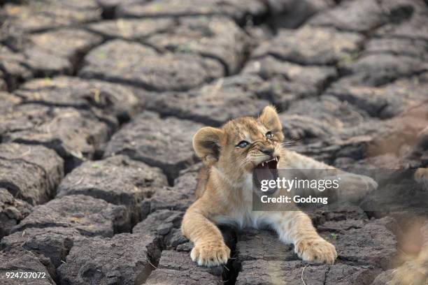 Serengeti National Park. Lion cub . Tanzania.