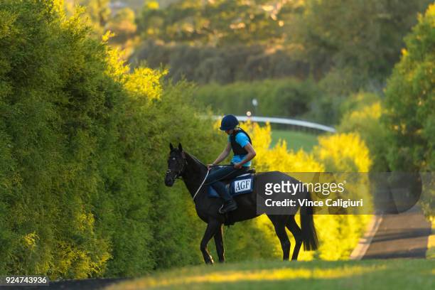 Japanese horse Ambitious is seen during a trackwork session at Pinecliff training facility on February 27, 2018 in Mount Eliza, Australia. The...