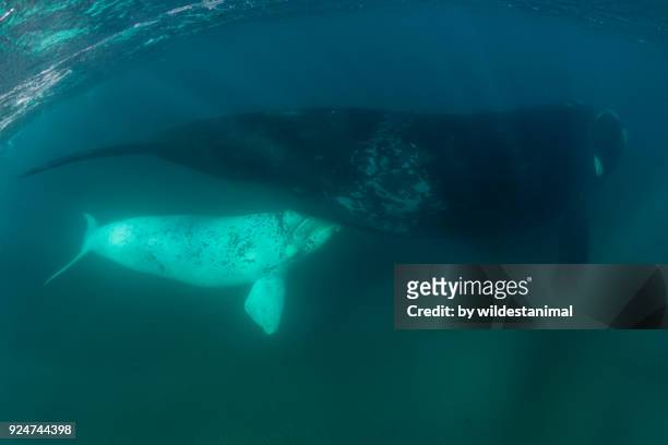 white southern right whale calf being breast fed, nuevo gulf, valdes peninsula. - ballenato fotografías e imágenes de stock