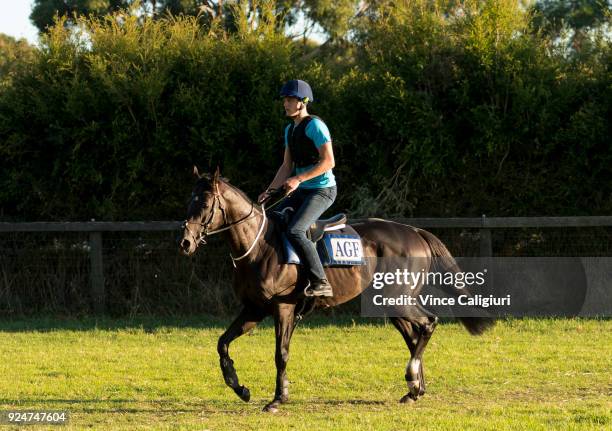 Japanese horse Ambitious ridden by Richard O'Donoghue is seen during a trackwork session at Pinecliff training facility on February 27, 2018 in Mount...